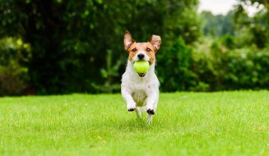 Seu destino favorito é pet friendly agora!